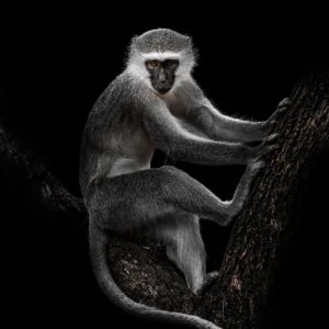monkey copy1